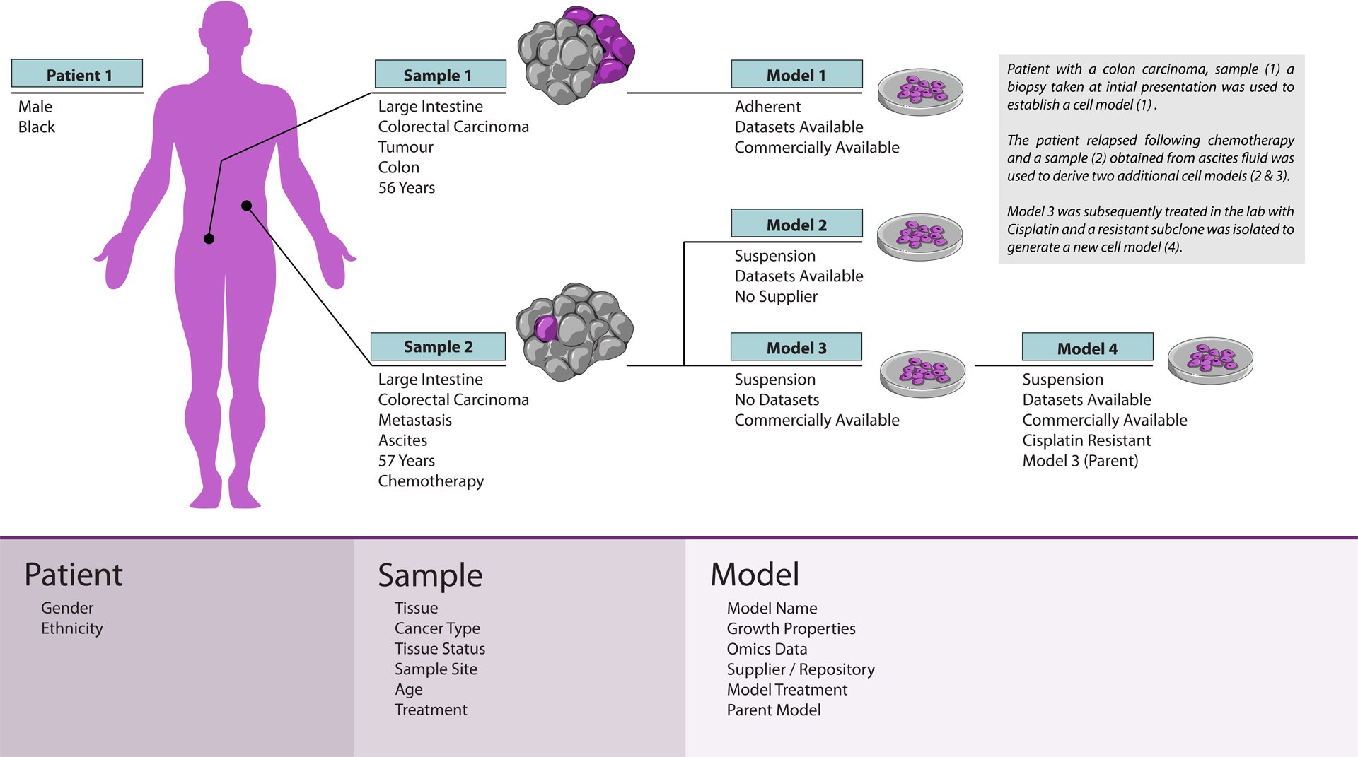 PatientSampleModel_Publication_Web.jpg